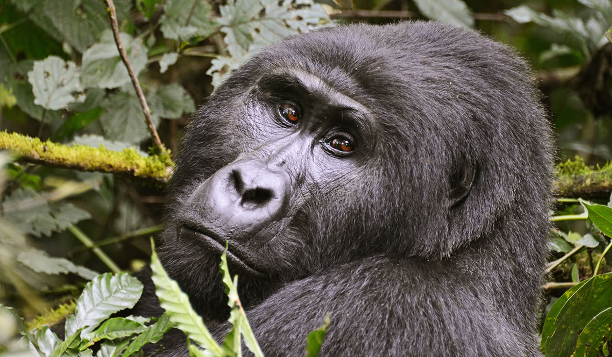 5 Days Primate Tracking Safari in Uganda