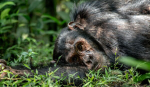 10 Days Congo Safari and Cultural Tour