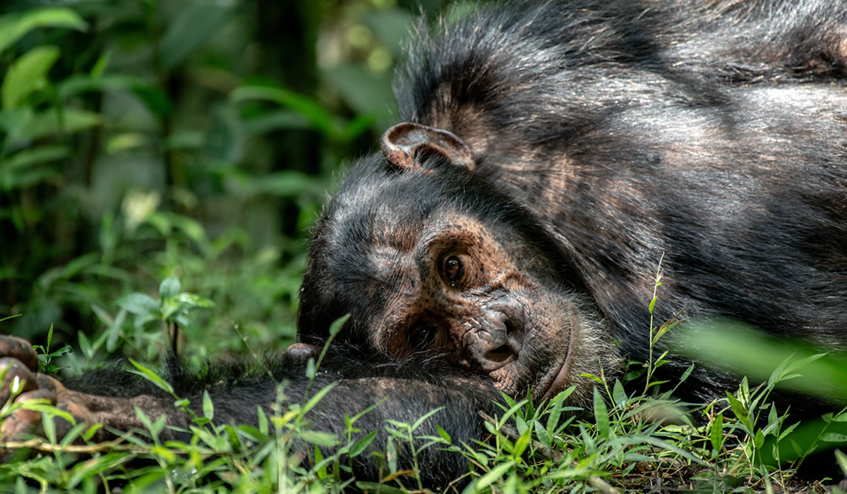 10 Days Congo Safari and Cultural Tour