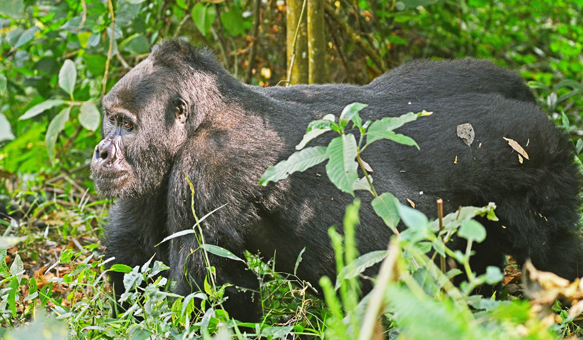 6 Days Virunga National Park Safari Experience