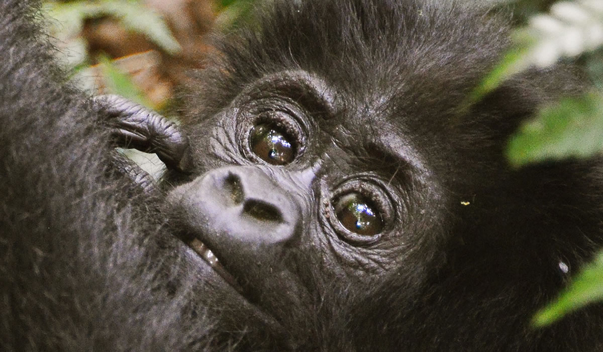 5 Days Congo Gorilla Safari and Wildlife Tour