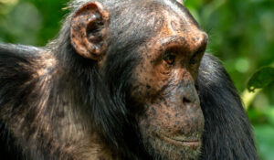 11 Days Virunga and Kahuzi Biega Gorilla Trekking