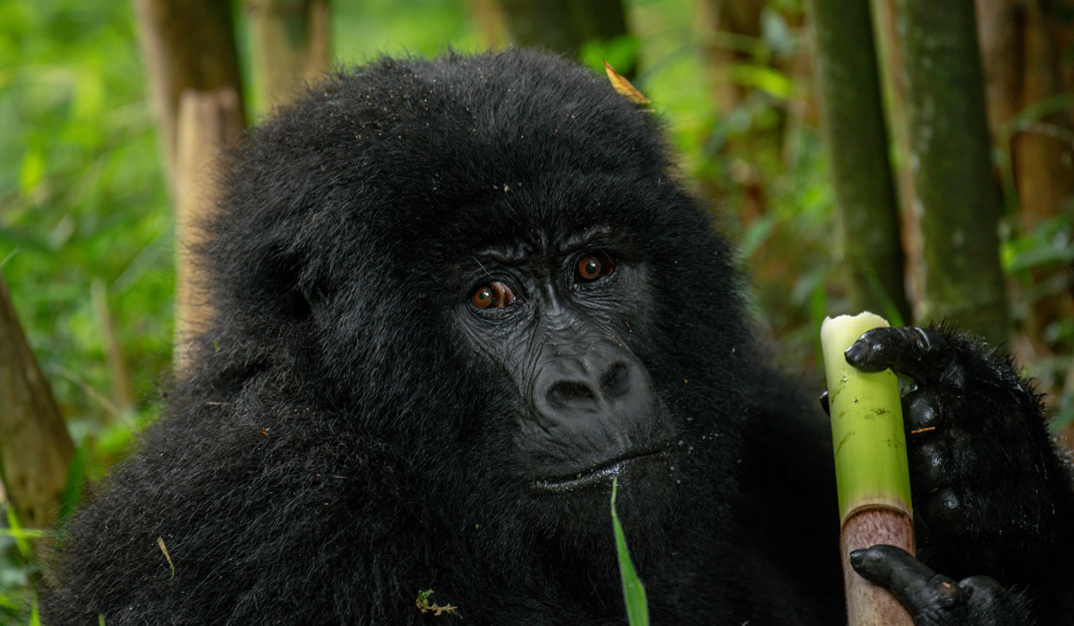 9 Days Congo Wildlife and Gorilla Safari Holiday