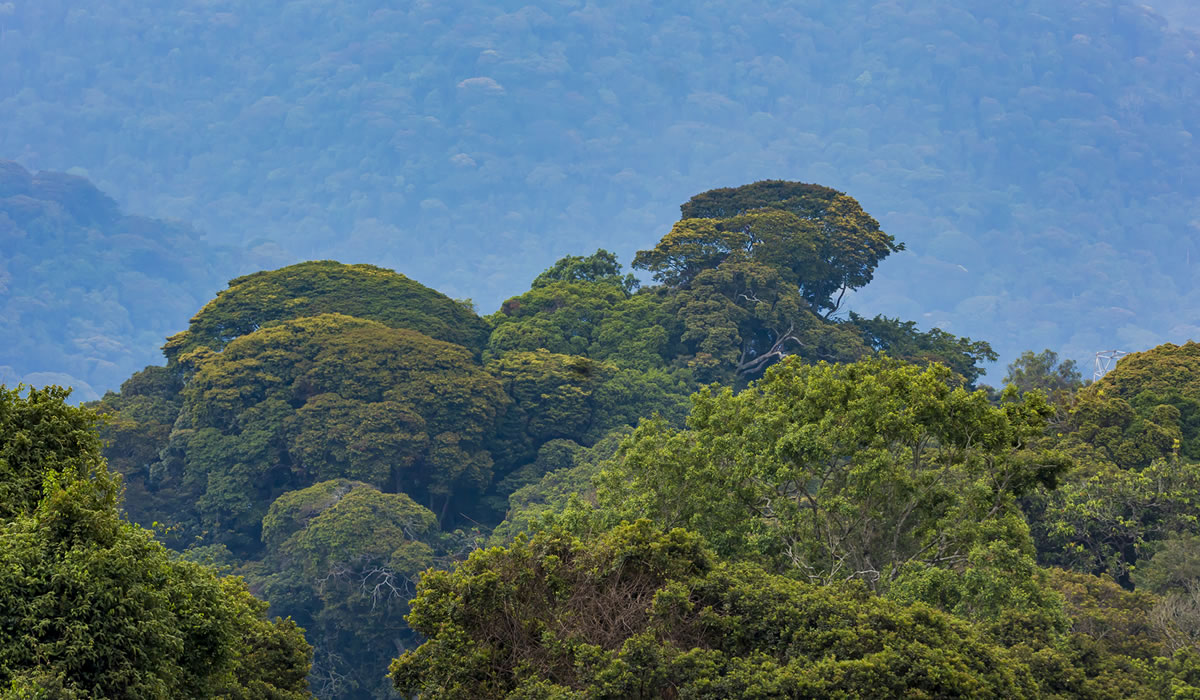 Gishwati-Mukura National Park