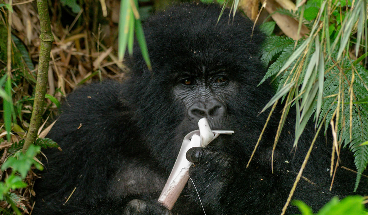 7 Days Congo Lowland and Mountain Gorilla Safari