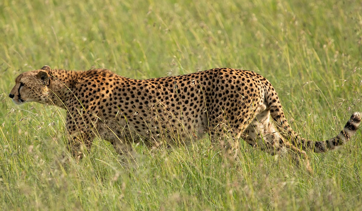 3 Days Masai Mara Safari Tour