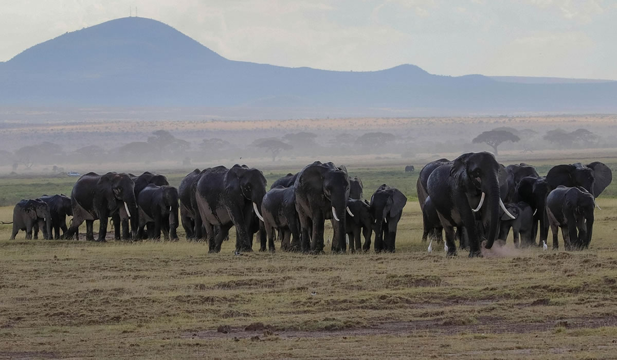 8 Days Kenya Wildlife Safari Adventure