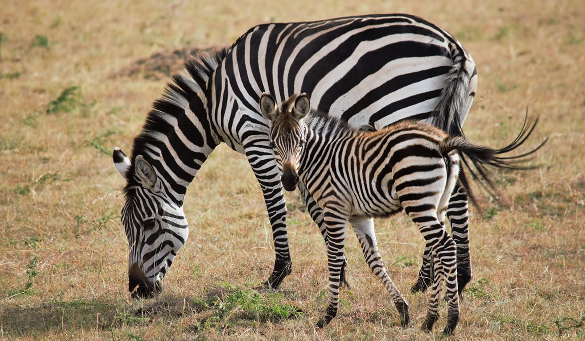 8 Days Kenya Family Safari Package