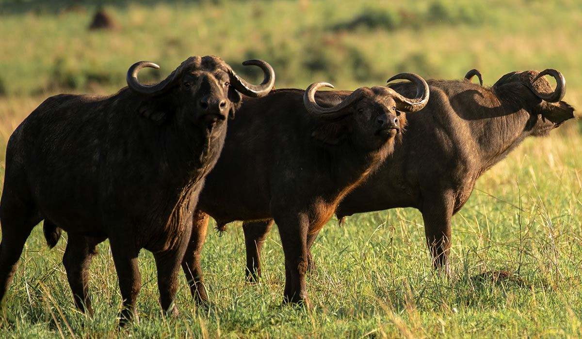 Kidepo Valley National Park