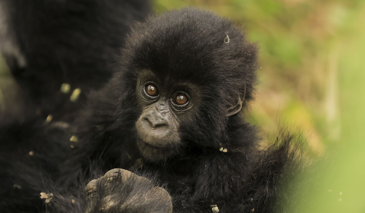 Mgahinga Gorilla National Park