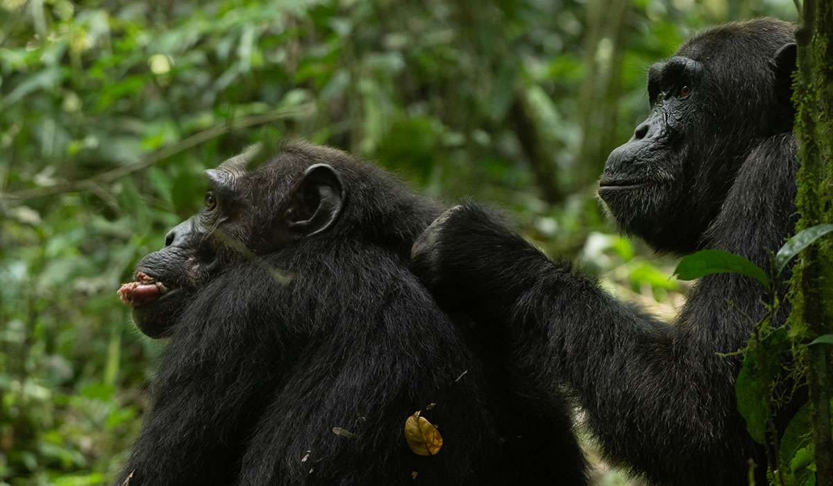 6 Days Rwanda Gorillas, Chimps and Wildlife Safari