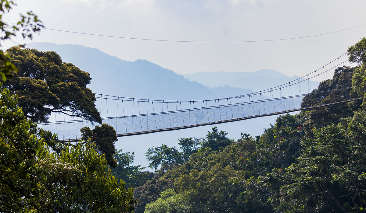 Nyungwe Forest National Park