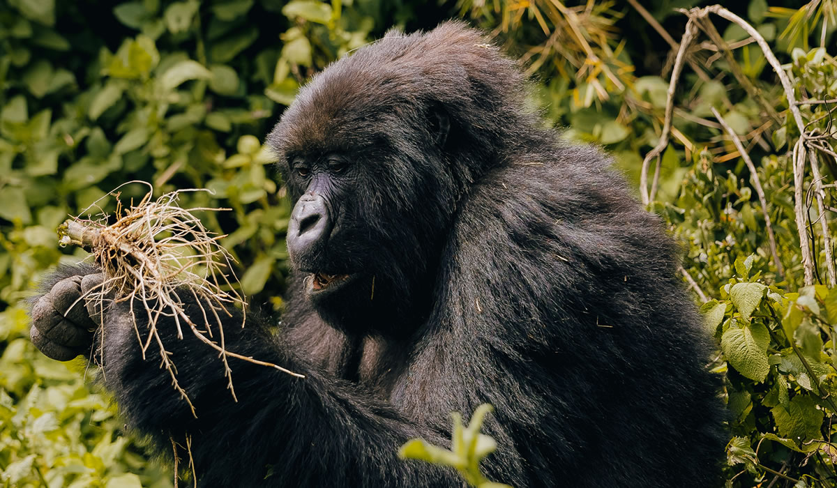 3 Days Rwanda Gorilla Trekking Adventure