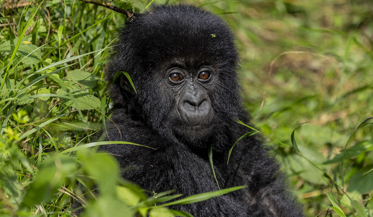1 Day Gorilla Trekking Safari in Rwanda