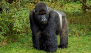 Gorilla Trekking Experience in Rwanda