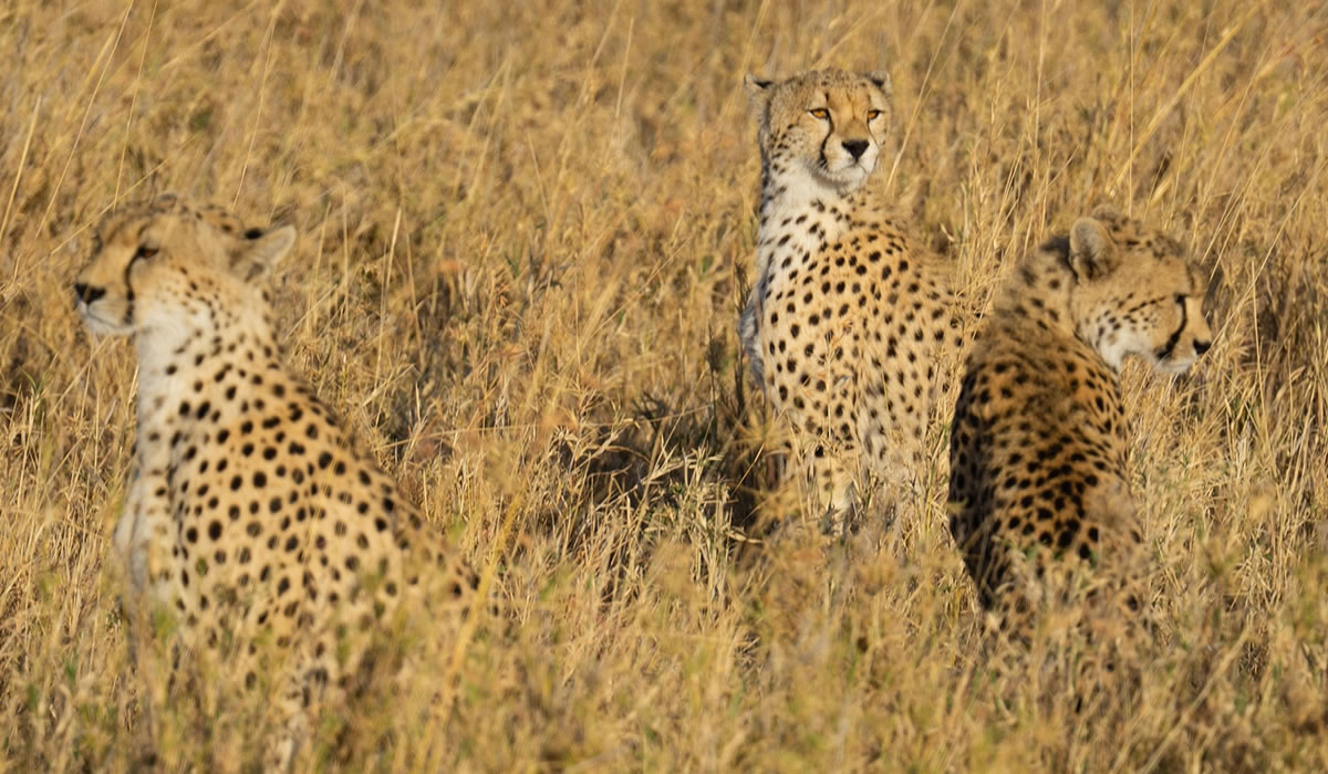 8 Days Tanzania Wildlife Safari Adventure