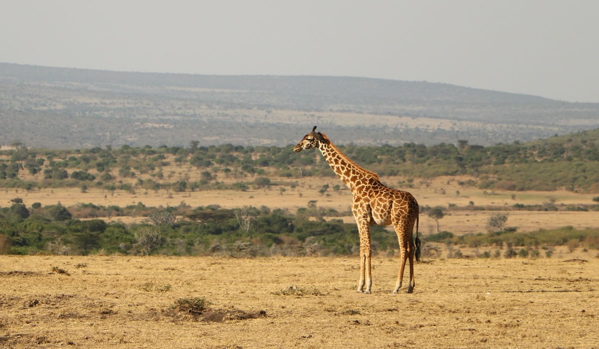 10 Days Best of Tanzania Safari Package
