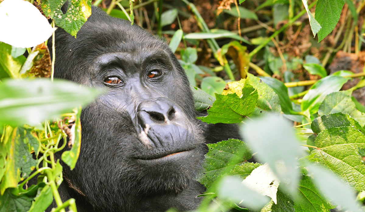 2 Days Virunga Gorilla Trekking Tour