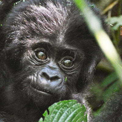 12 Days Primates and Wildlife Safari in Uganda
