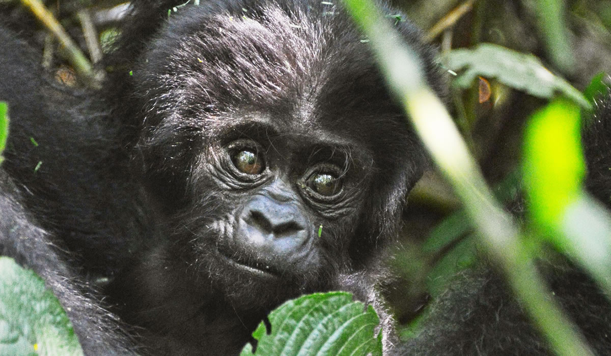 12 Days Primates and Wildlife Safari in Uganda
