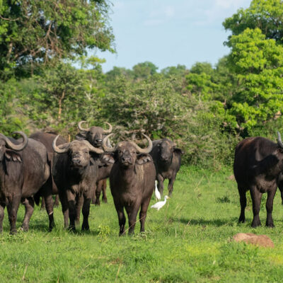 5 Days Uganda Big Five and Primates Safari