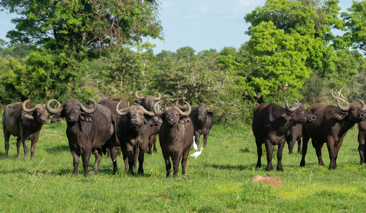 5 Days Uganda Big Five and Primates Safari