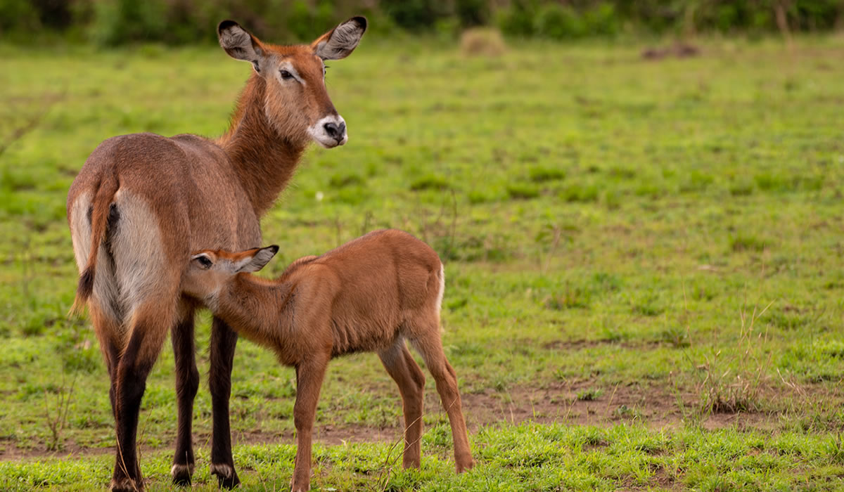 8 Days Uganda Gorilla and Wildlife Safari