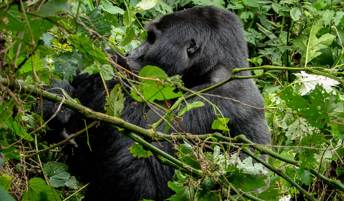 4 Days Eastern Congo Gorilla Trekking Safari
