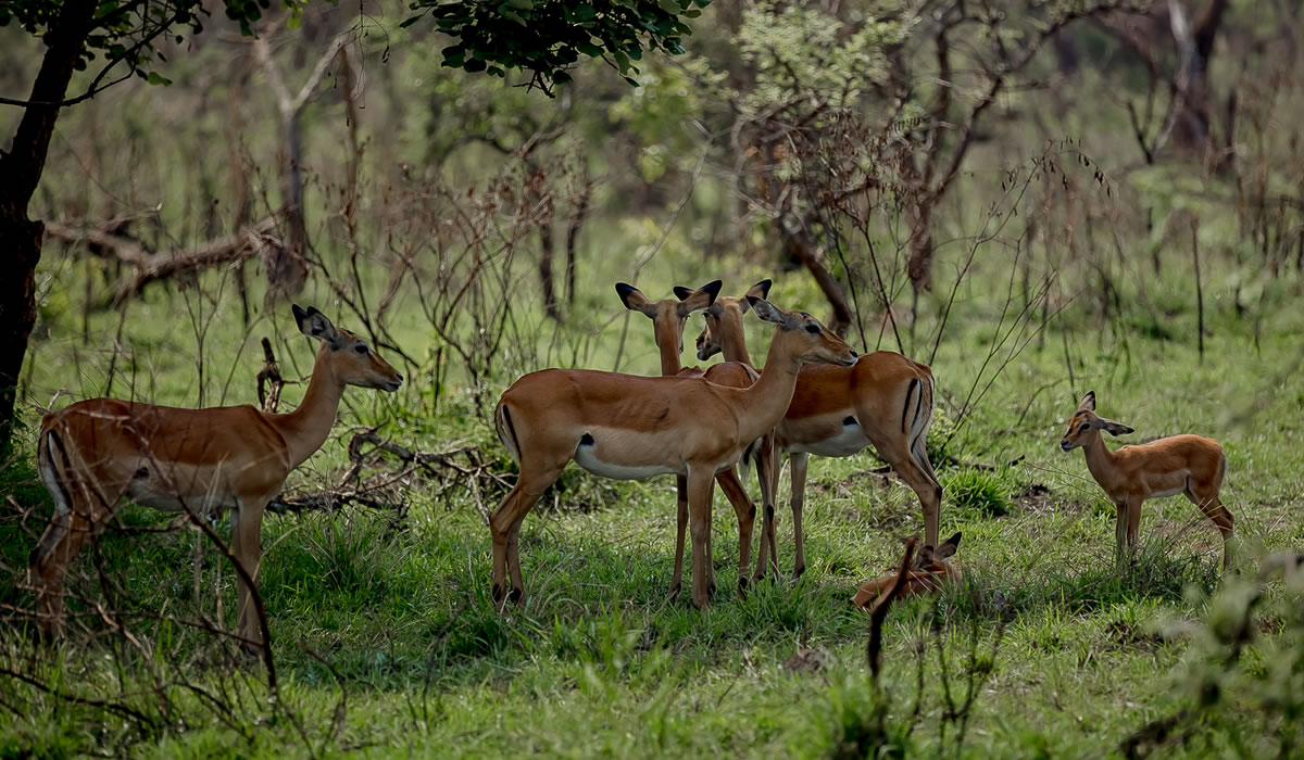 9 Days Rwanda Primates and Wildlife Safari