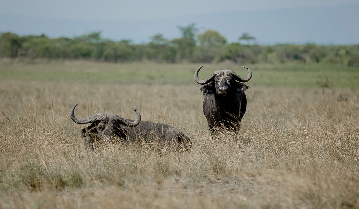 10 Days Ultimate Rwanda Safari Adventure