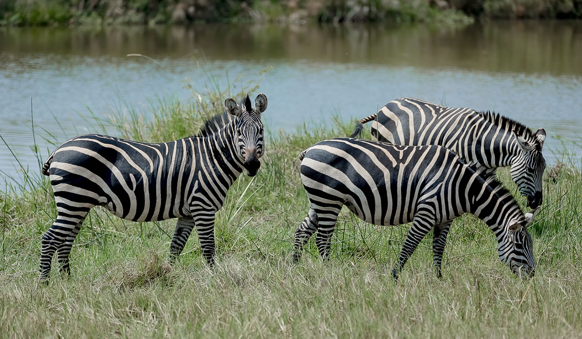 2 Days Akagera National Park Wildlife Safari