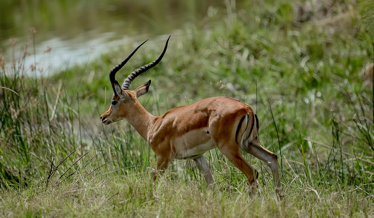 Akagera National Park
