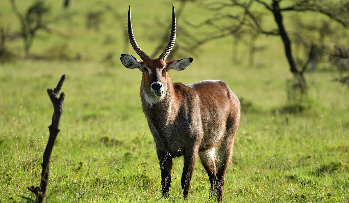 7 Days Classic Kenya Safari Holiday