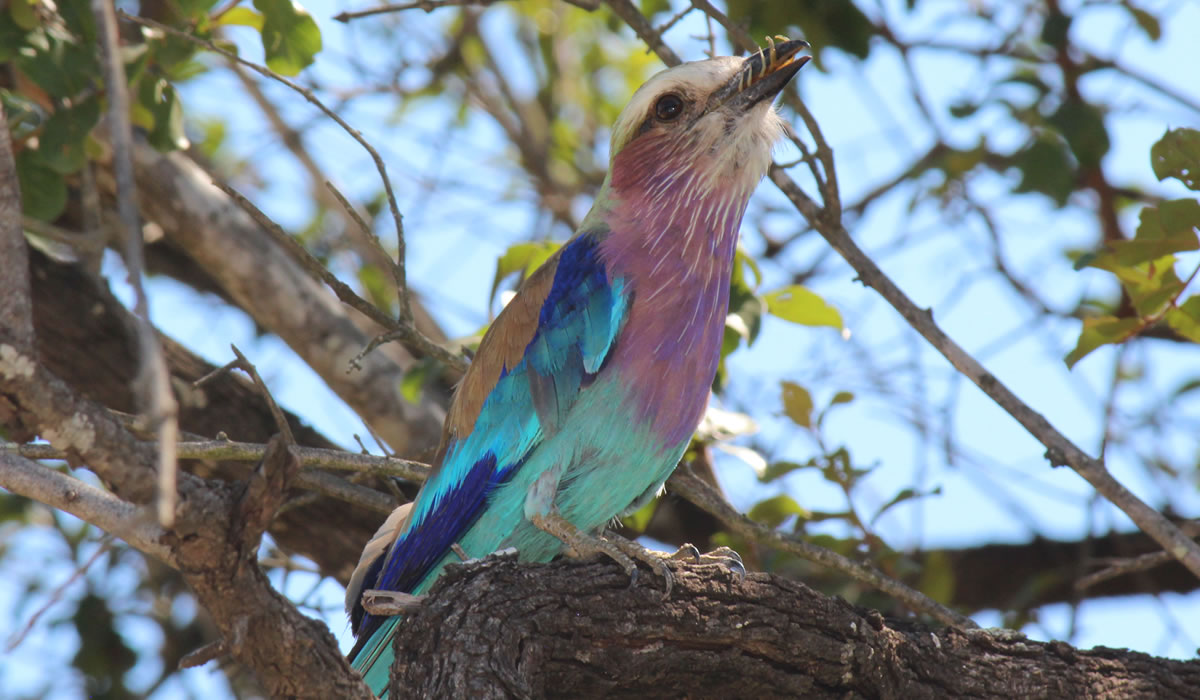 5 Days Burundi Birdwatching Safari Tour