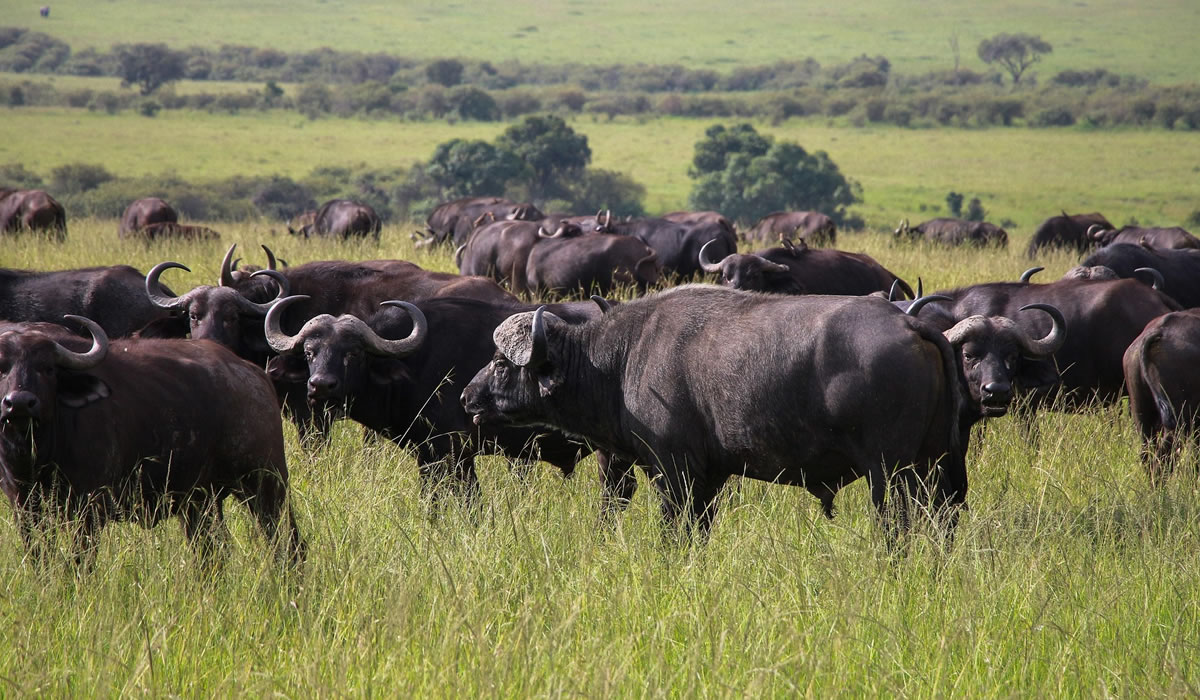 5 Days Kenya Big Five Safari