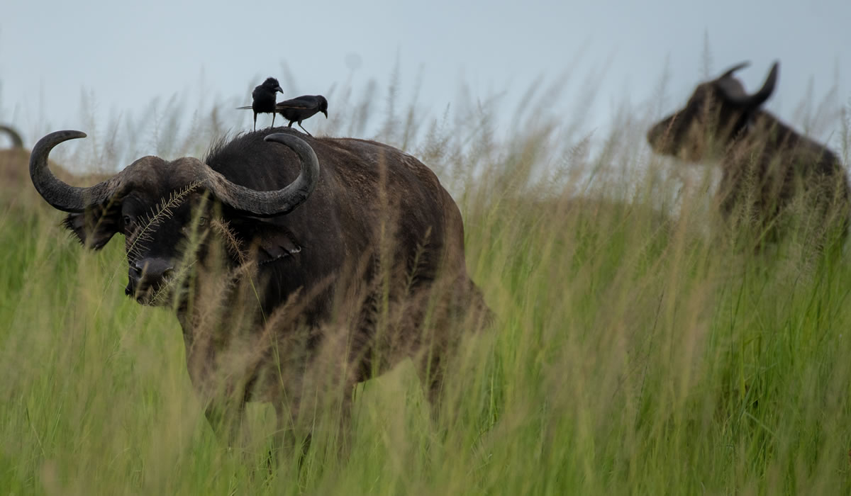 7 Days Complete Rwanda Safari Experience