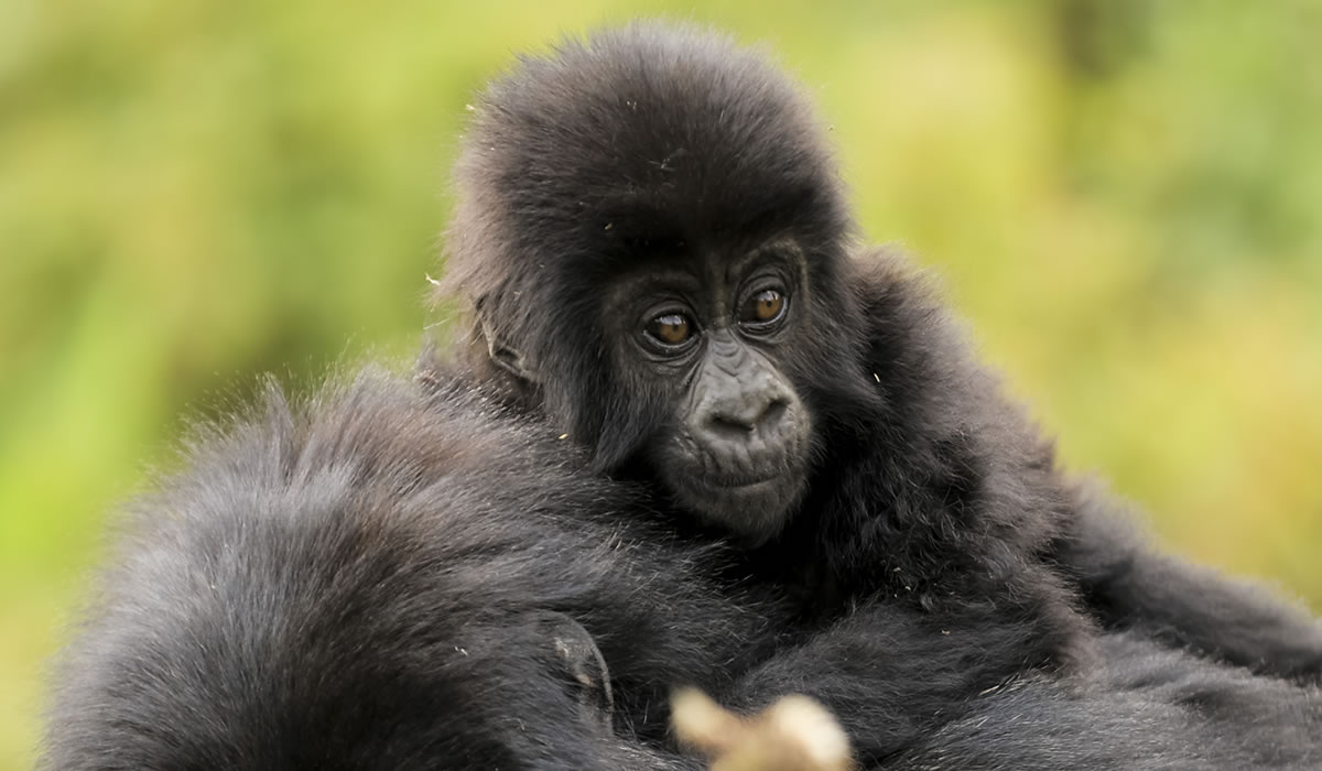 Bwindi Impenetrable National Park