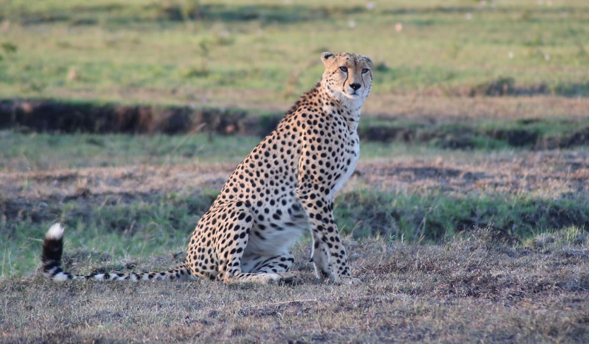 9 Days Kenya Luxury Safari Tour