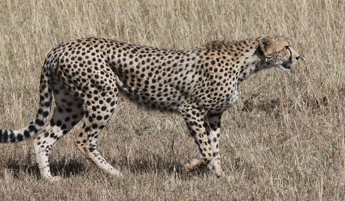 11 Days Luxury Tanzania Safari Experience