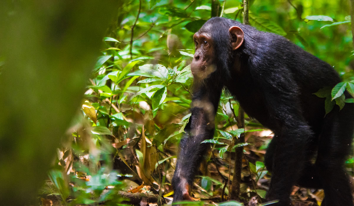 4 Days Kibale Chimpanzee and Queen Elizabeth Safari