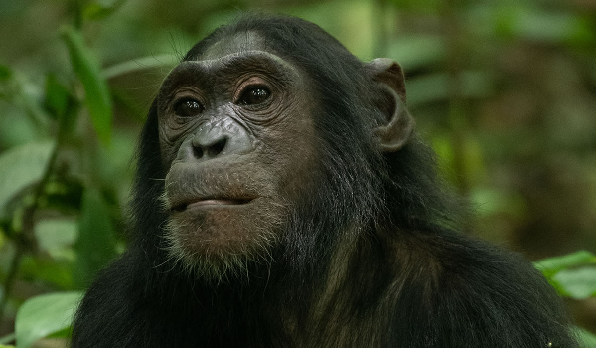 3 Days Nyungwe Forest Chimpanzee Safari