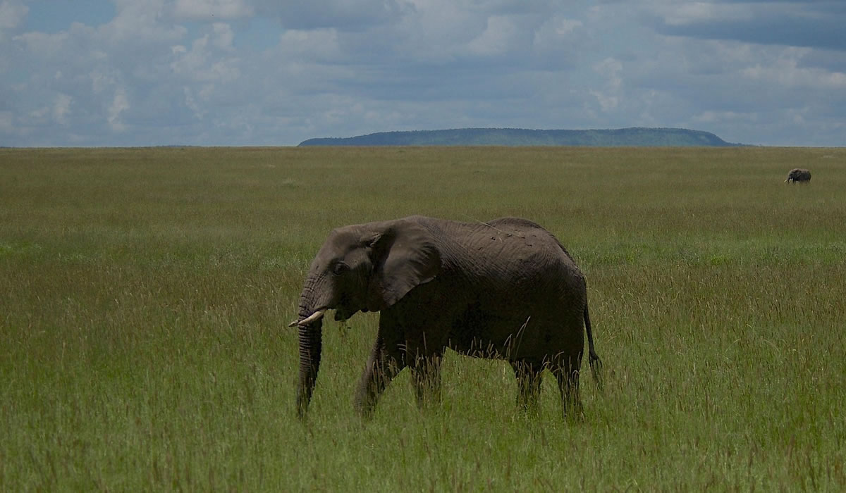4 Days Ngorongoro and Serengeti Safari