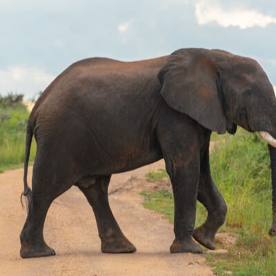 10 Days Best of Uganda Safari Tour