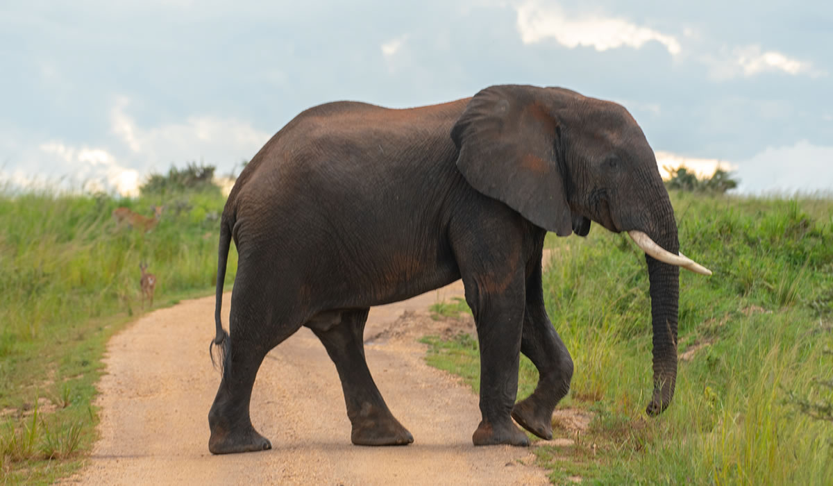 10 Days Best of Uganda Safari Tour