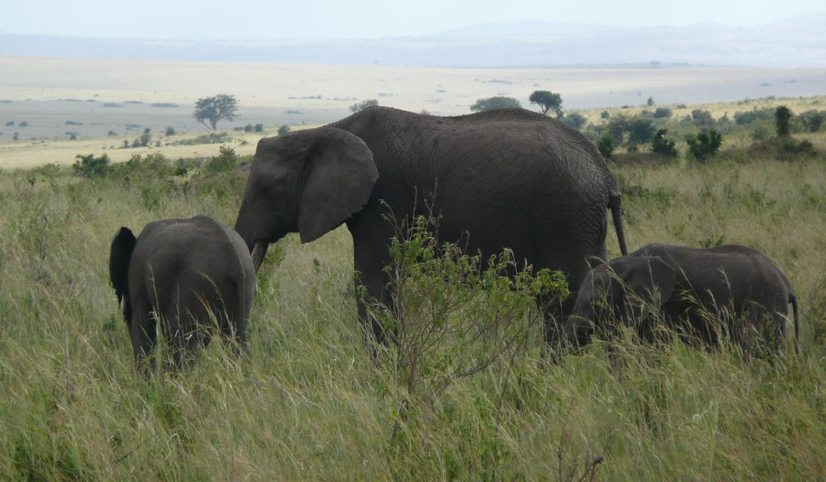 4 Days Amboseli and Tsavo Safari