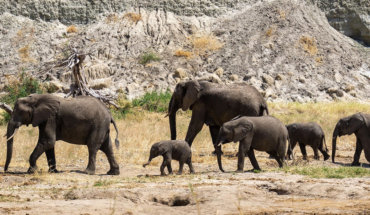 13 Days Northern Circuit Safari Tanzania