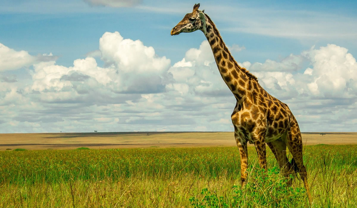 11 Days Best of Kenya Safari Experience