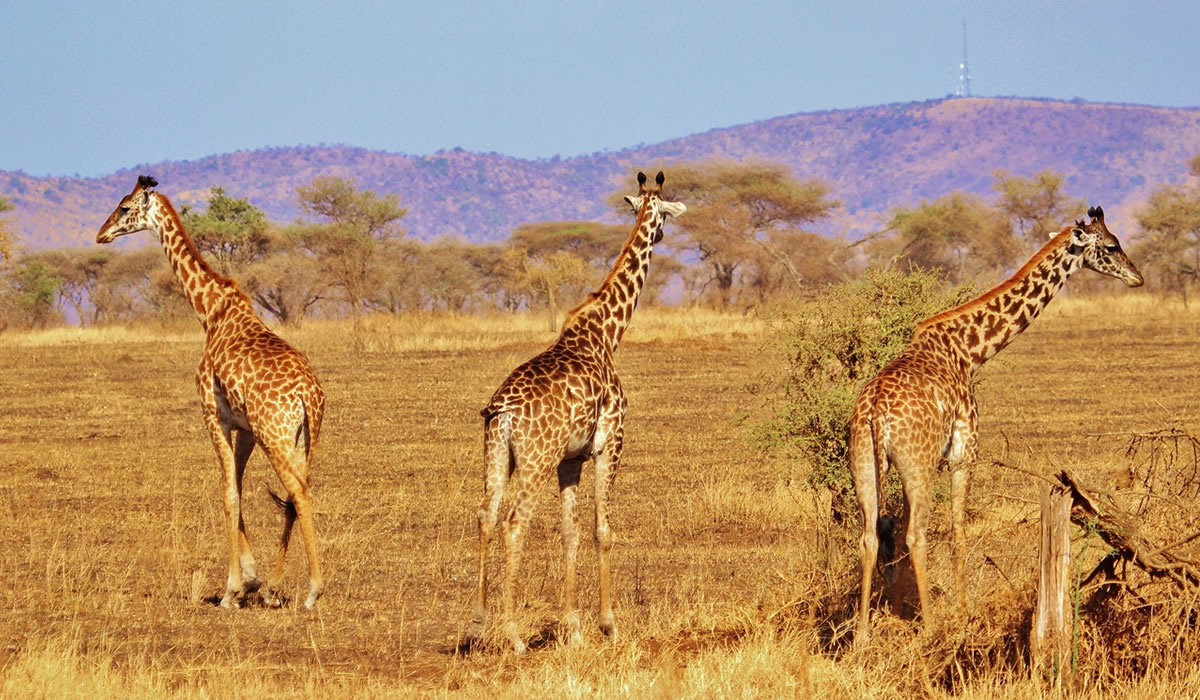 6 Days Serengeti and Tarangire Safari