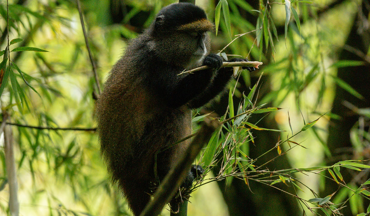 4 Days Rwanda Gorilla and Golden Monkey Safari