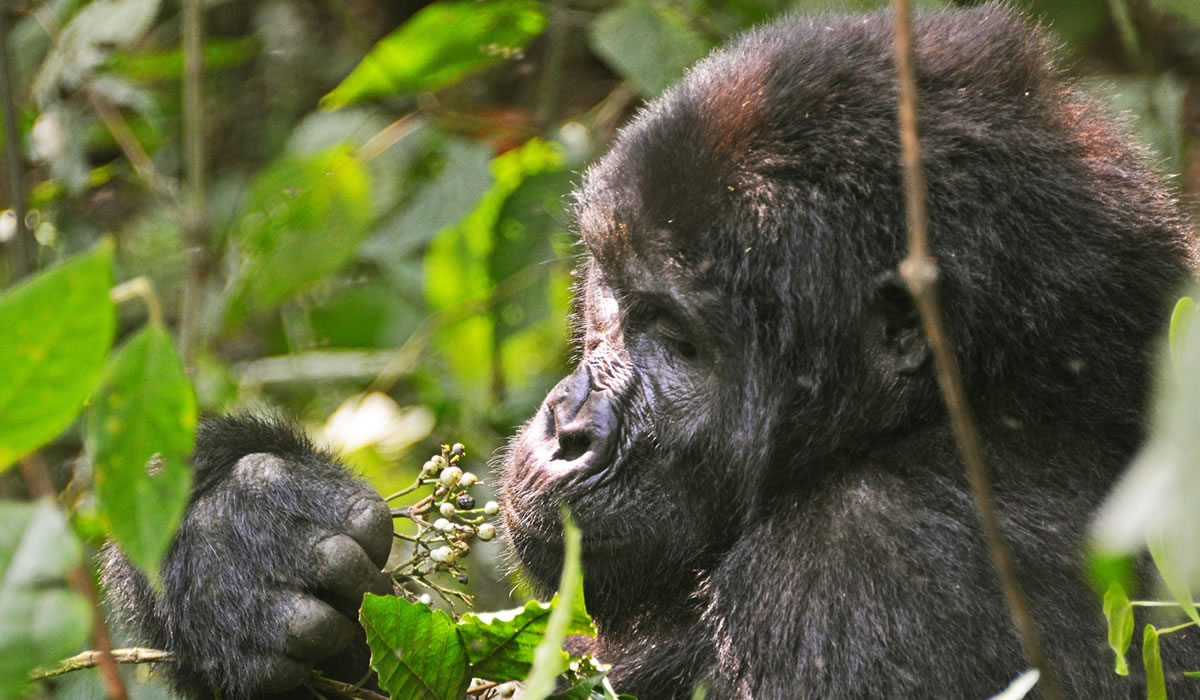 6 Days Uganda Chimpanzee and Gorilla Safari